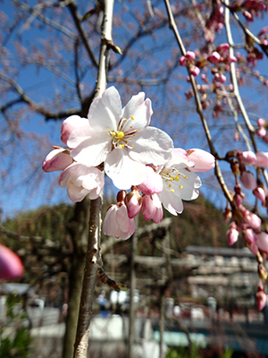 20150328吉高屋の桜.jpg