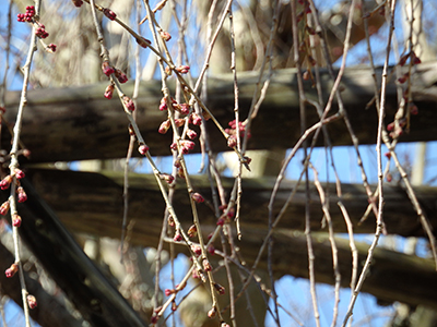 20150328念仏寺の桜のつぼみ.jpg