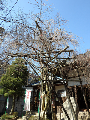20150328念仏寺の桜.jpg