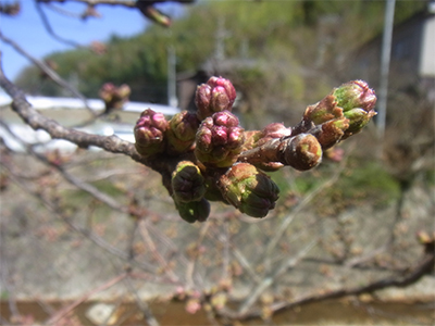 20150328有馬川沿いの桜のつぼみ.jpg