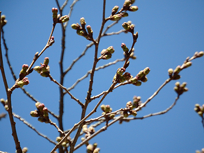 20150328温泉寺の桜のつぼみ.jpg