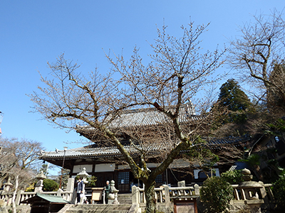 20150328温泉寺の桜.jpg