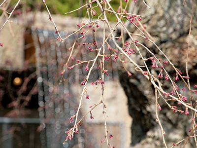 20150331三の湯桜.jpg