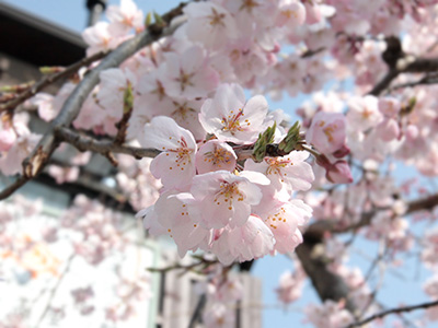 20150331吉高屋桜1.jpg