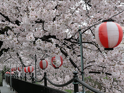 20150408有馬川桜1.JPG