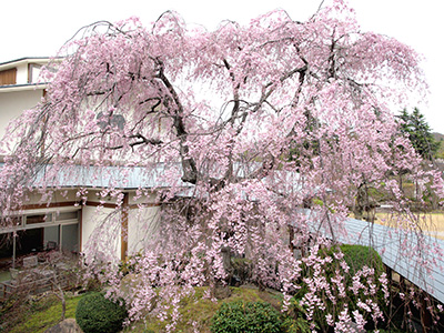 20150409兵衛向陽閣八重紅枝垂れ桜2.jpg