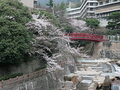 2015043ねね橋桜.JPG