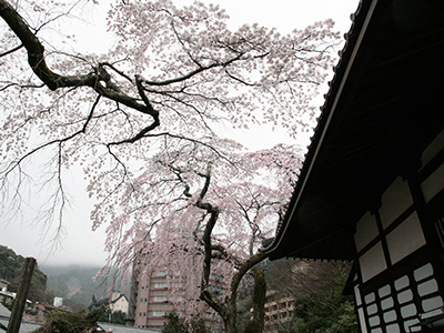 2015043善福寺桜.JPG