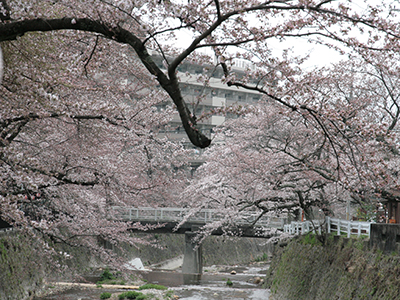 2015043有馬川桜.JPG