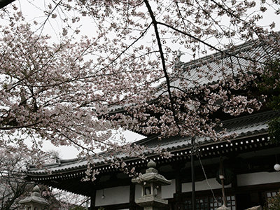 2015043温泉寺桜.JPG