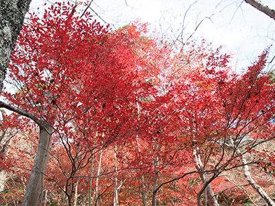 20151116ブログ用-瑞宝寺公園.jpg