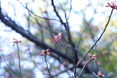 2020寒緋桜(ブログ用).jpg