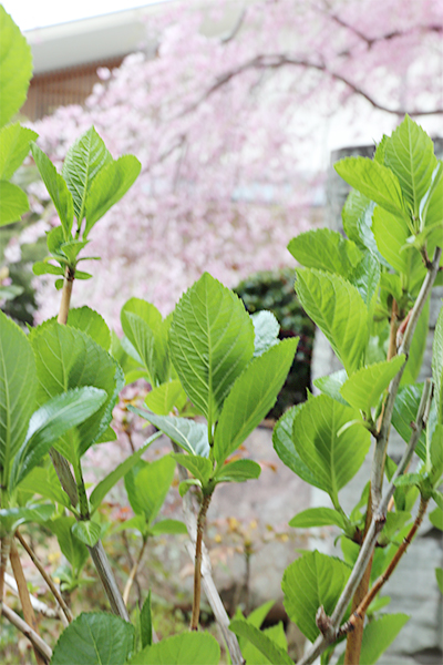 20200411紫陽花＆桜.jpg