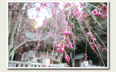 7さくらだより　湯泉神社.jpg