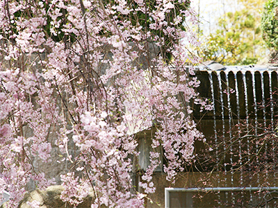 9F桜と滝.jpg