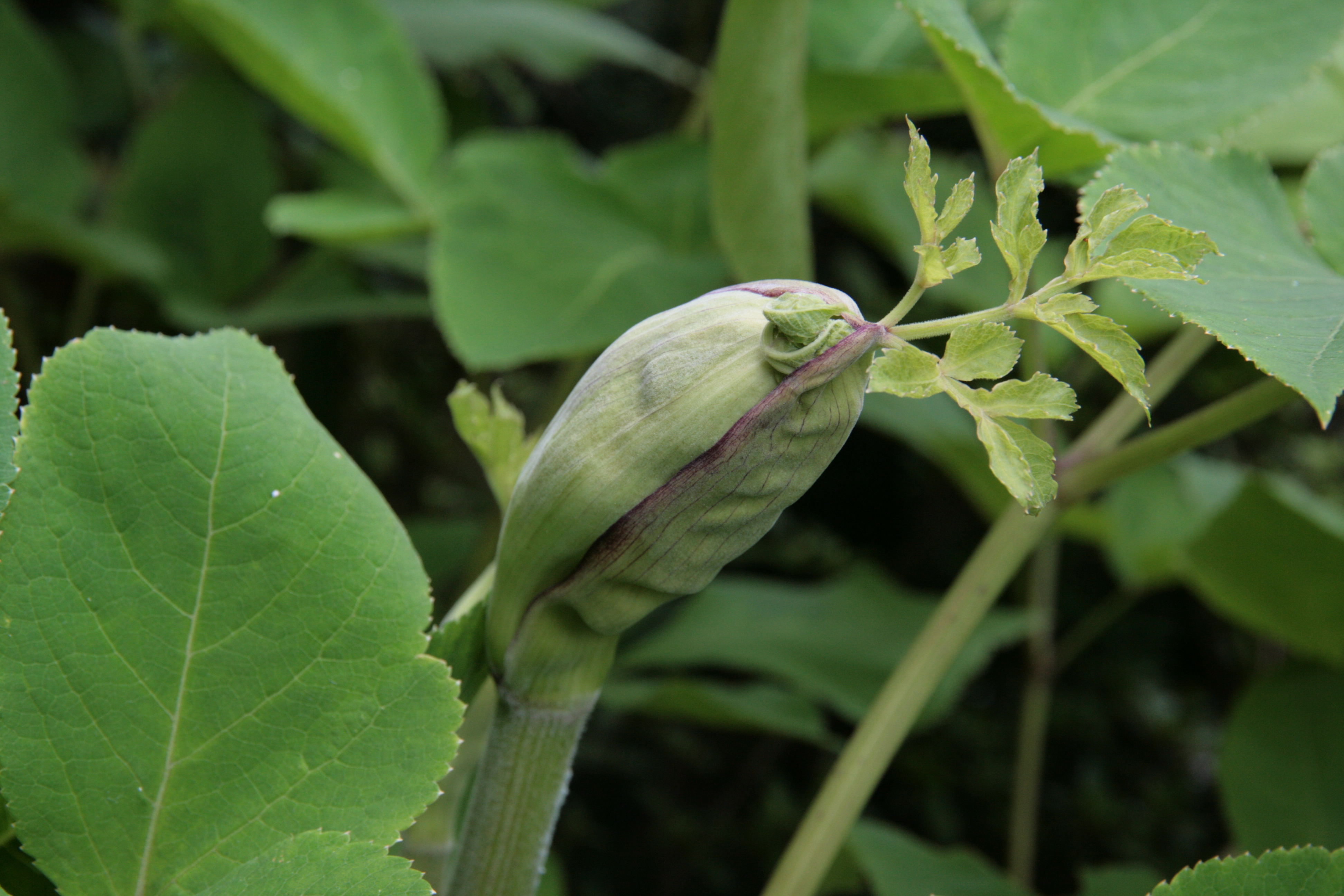 0728不思議植物.jpg