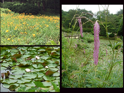 Rokko Alpine Botanical Garden.jpg