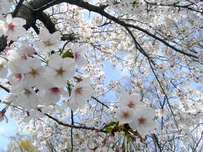 arase-sakura.jpg