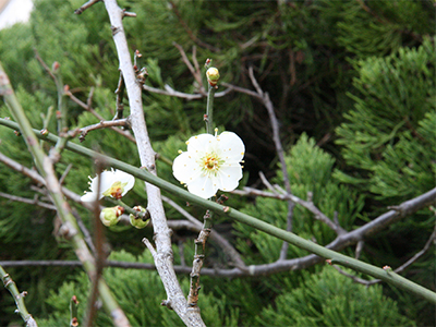 10階梅の花.jpg