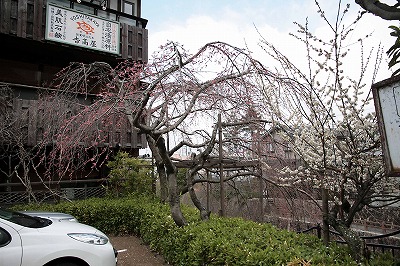 s-吉高屋梅と桜.jpg