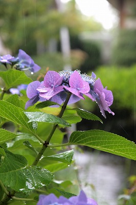 s-20140703-あじさいと雨粒.jpg