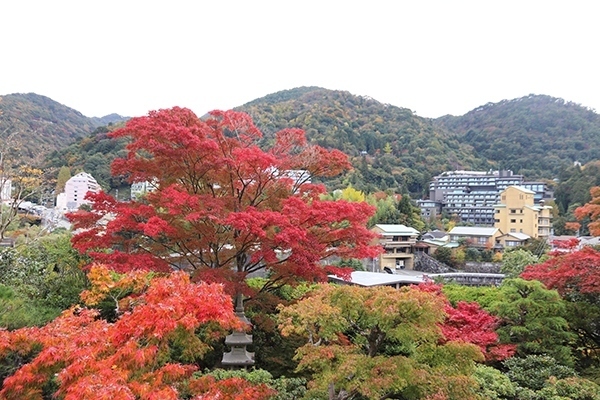 「老松」紅葉状況