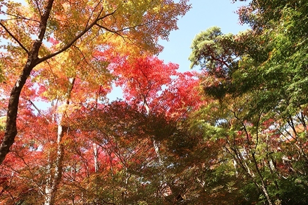 瑞宝寺公園紅葉