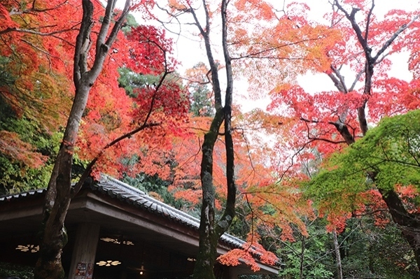 瑞宝寺公園紅葉