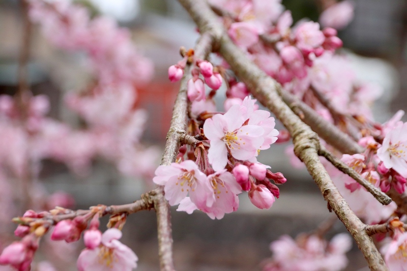吉高屋の桜