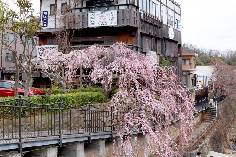 吉高屋の桜