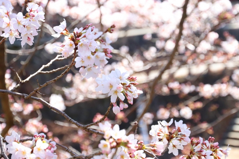 有馬川の桜