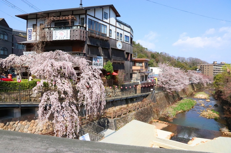 有馬川の桜