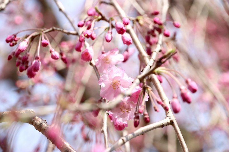 八重紅枝垂桜