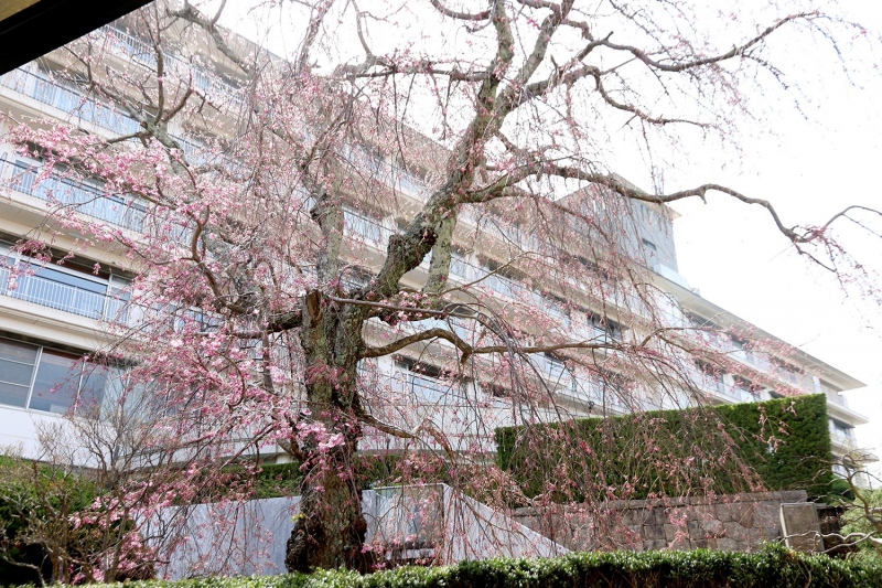 八重紅枝垂桜