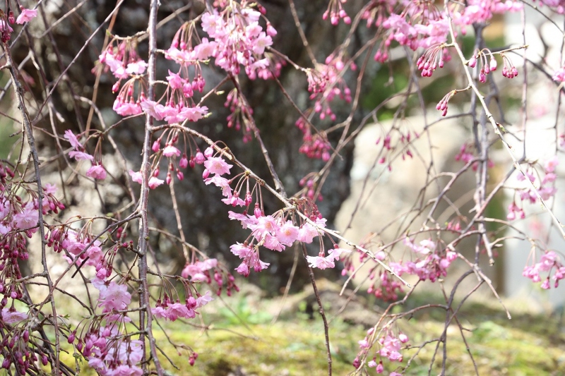 八重紅枝垂桜