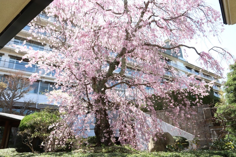 八重紅枝垂桜