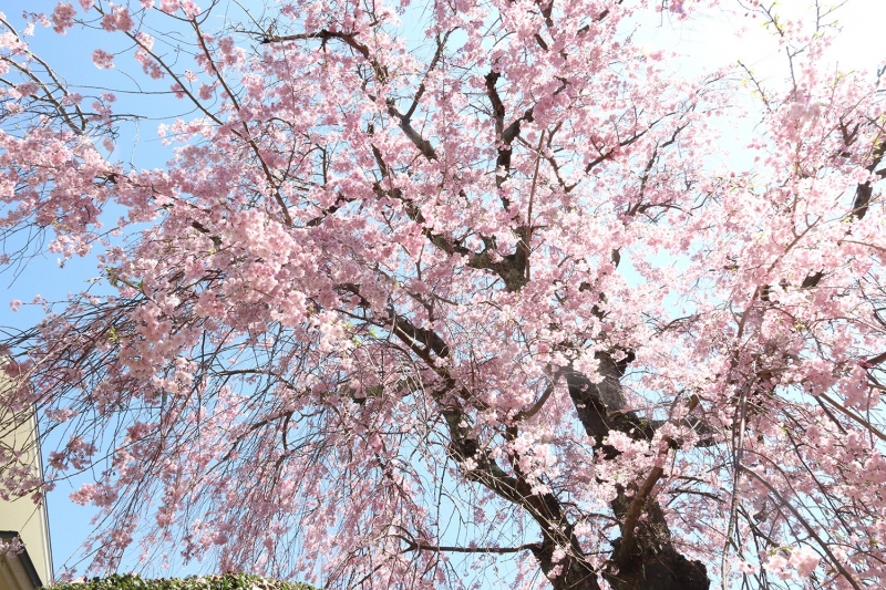 八重紅枝垂桜