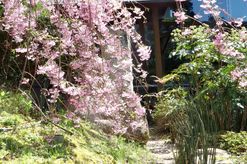 八重紅枝垂桜