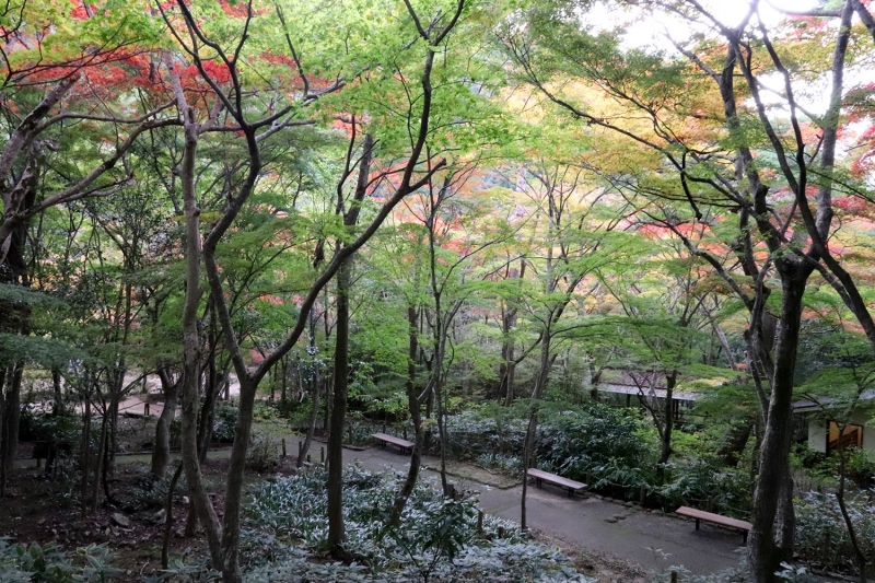 瑞宝寺公園の紅葉