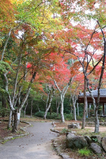 瑞宝寺公園の紅葉