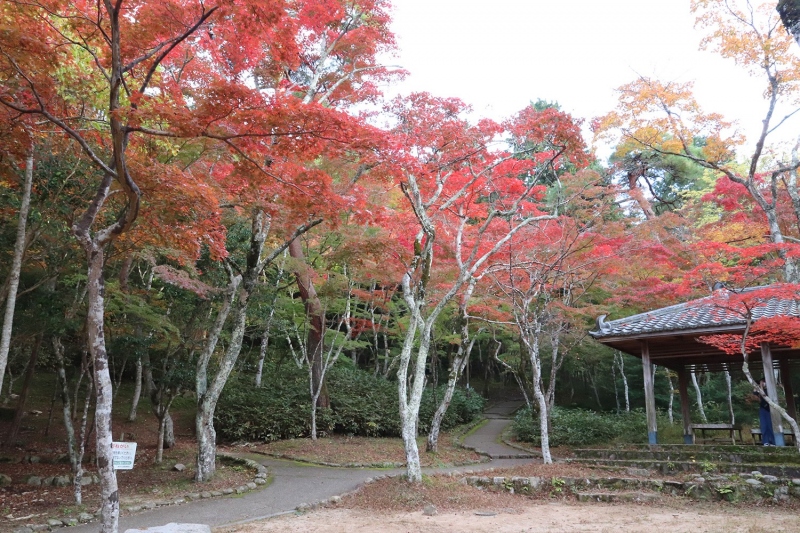 瑞宝寺公園の紅葉
