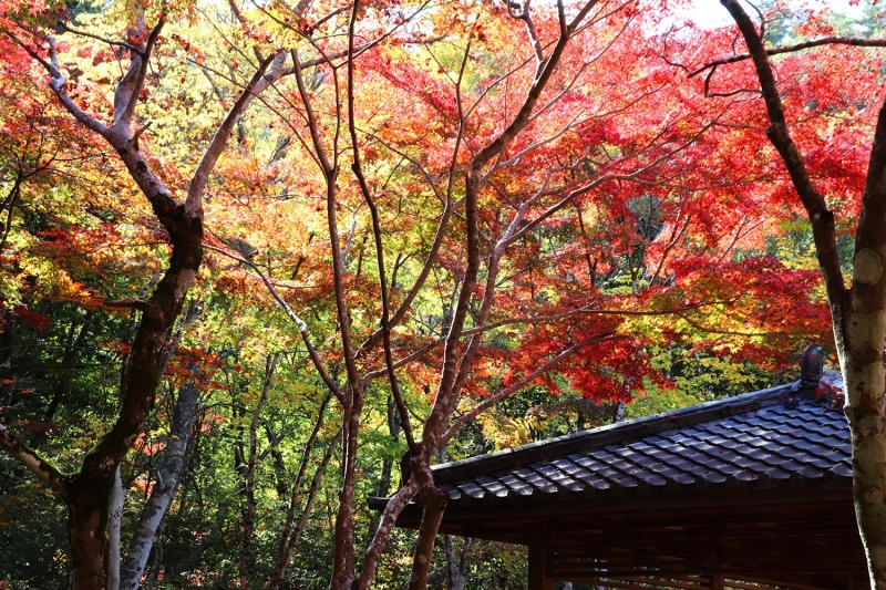 瑞宝寺公園