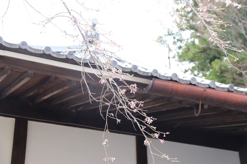 善福寺