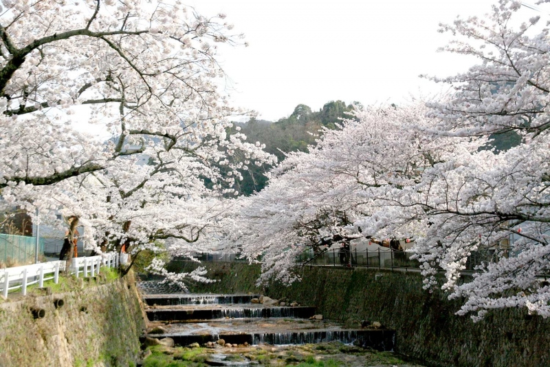 有馬川沿いの桜