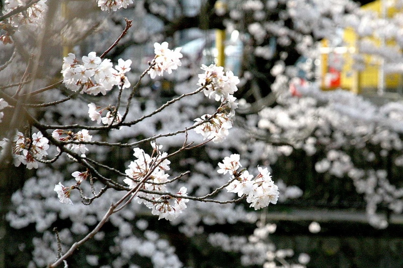 有馬川沿いの桜