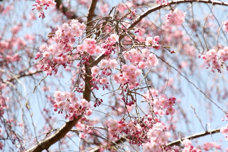 兵衛向陽閣の八重紅枝垂桜