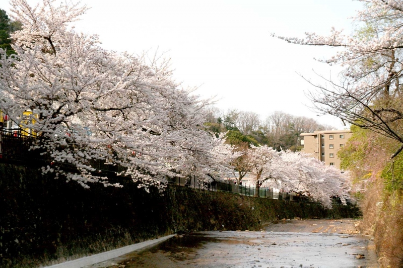 有馬川沿いの桜