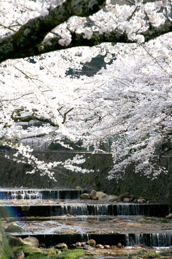 有馬川沿いの桜