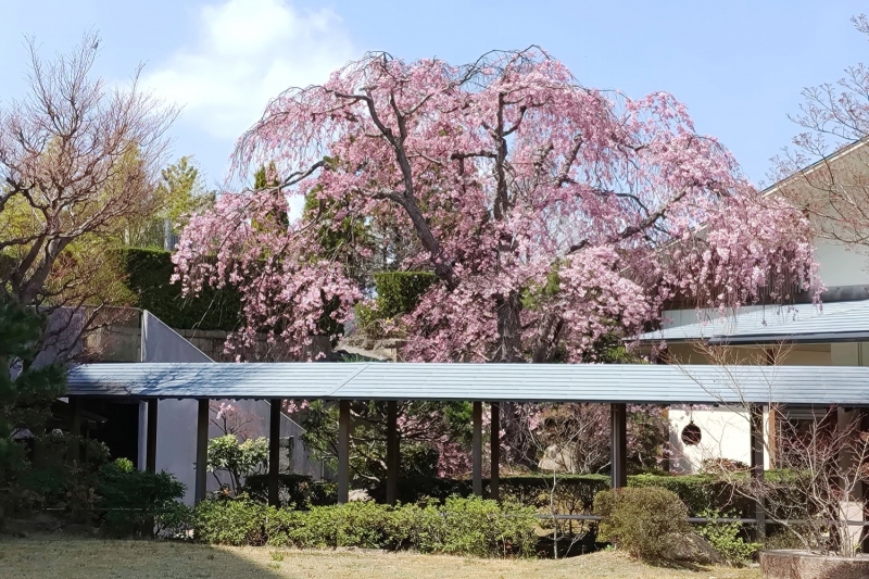 9階庭園の八重紅枝垂桜