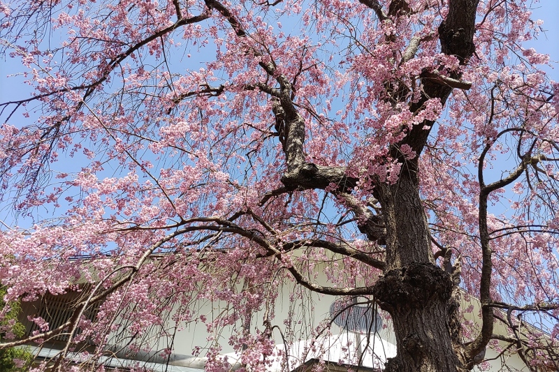 9階庭園の八重紅枝垂桜